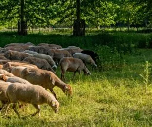 Expert-farmers-grazing-sheep-trees-organic-agroforestry-sustainable-agriculture-fgm-312x261.jpg 
