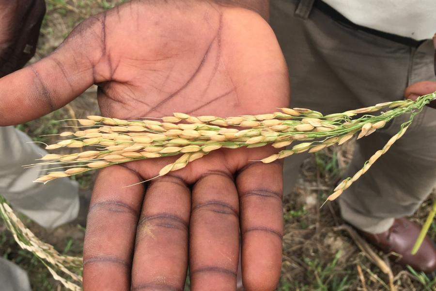 Holding rice