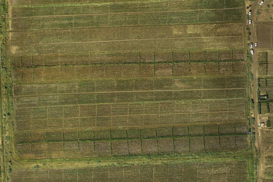 Gezira - Drone orthophoto