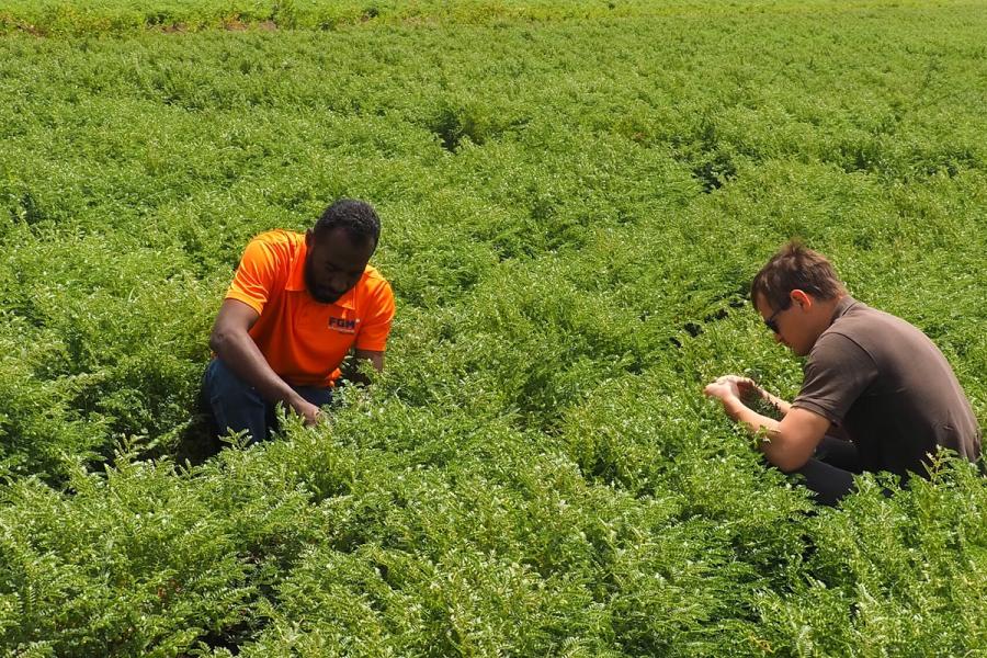 Gezira - In-field appraisal