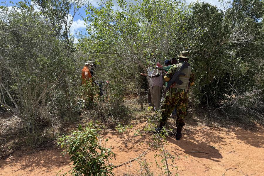 Kenya - 1 - Assessment - Bushes