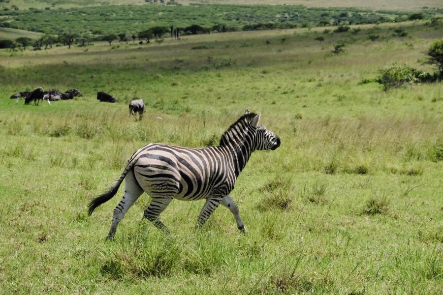 Wild zebras in Kenya