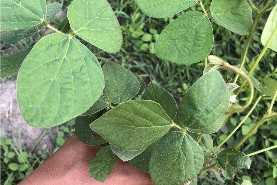 Assessment of local flora