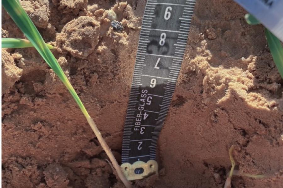 Wheat training Algeria 4