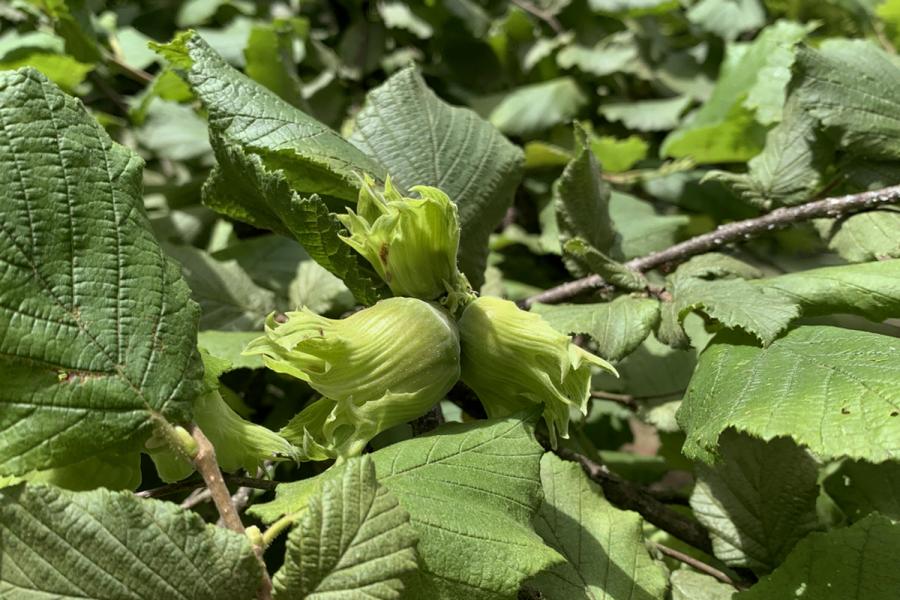 Nut production assessment as potential orchard candidate