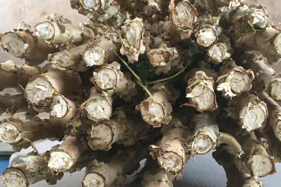 Cassava stems cutted nursery