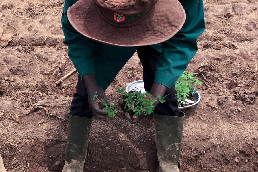 Cassava stem planting in Nigeria