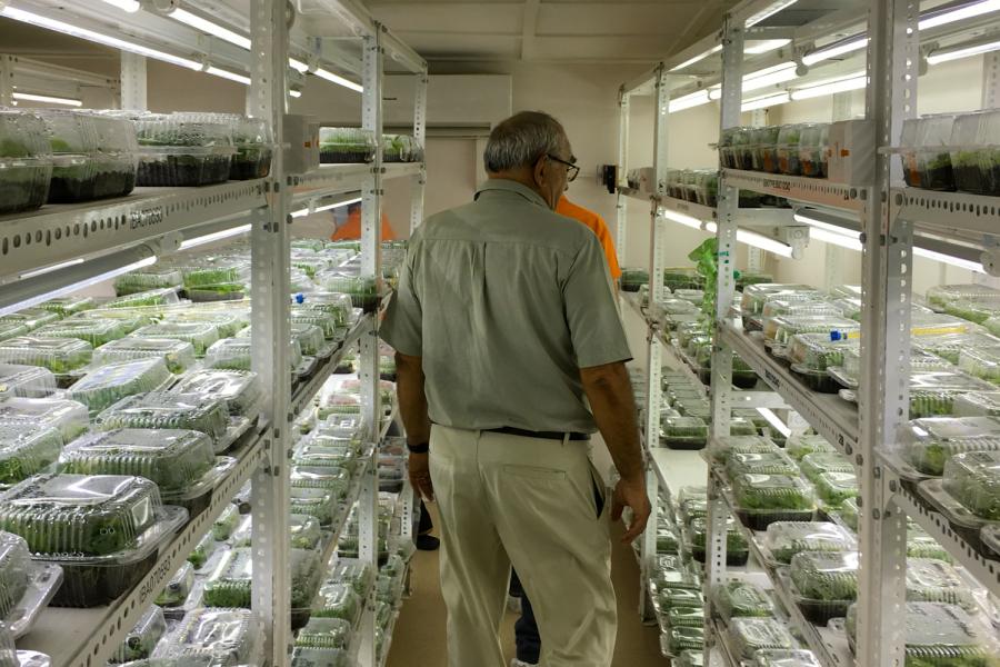 Appraisal of cassava nursery