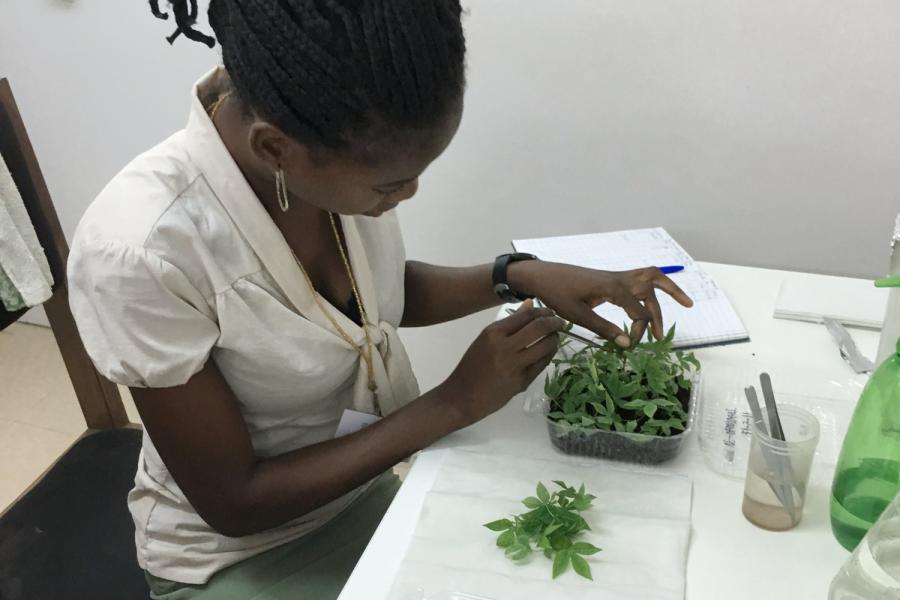 Genetic survey of cassava stems