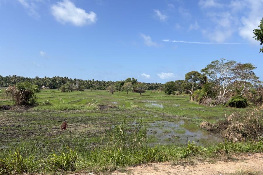 Sri Lanka - 02 - Corn - Landscape